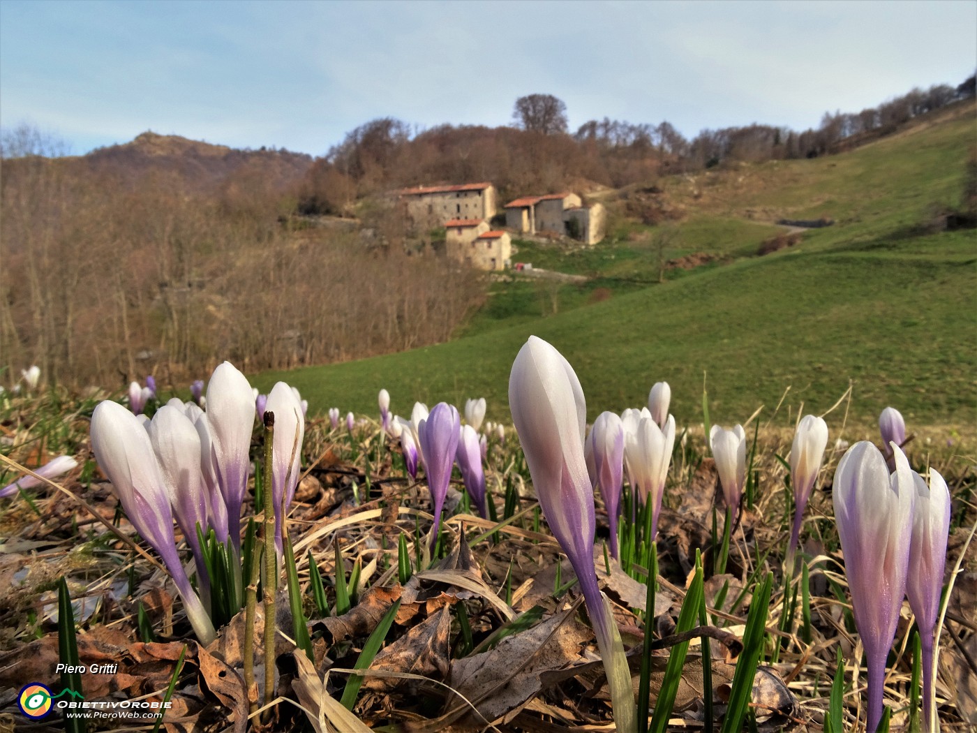 01 Primavera sui prati del Crosnello con fioriture di Crocus vernus.JPG